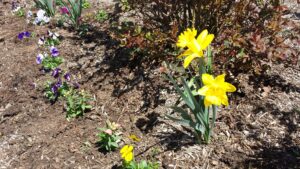 2015 April Daffodils and Violas