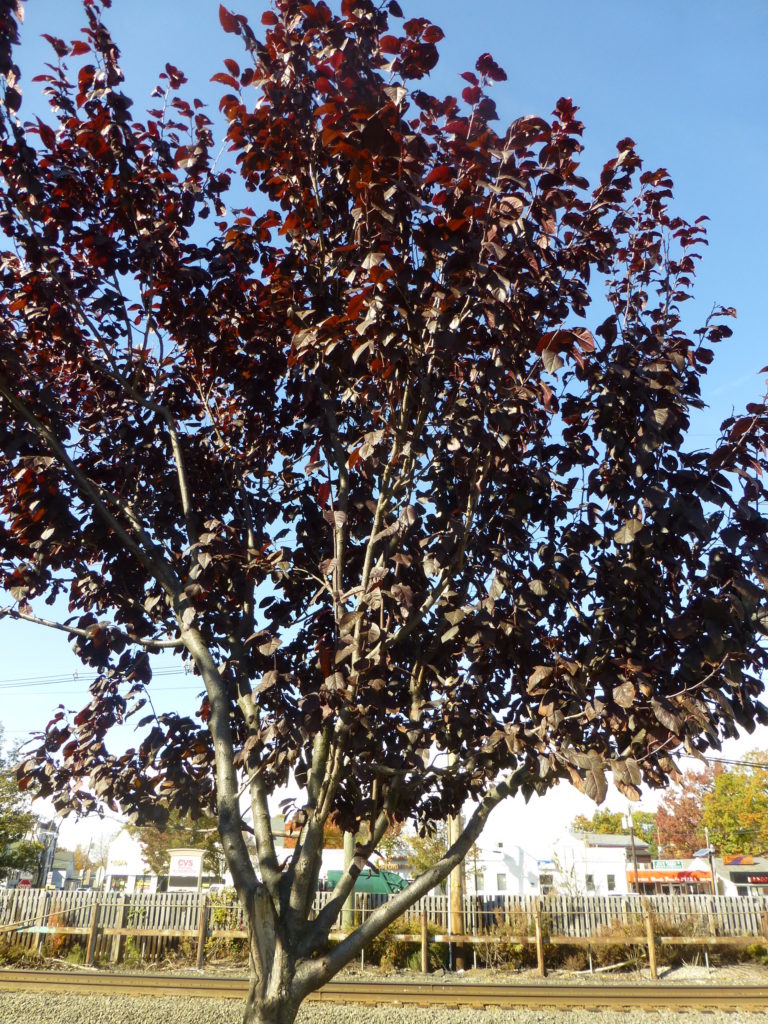 Purple Leaf Plum – Friends of The Shade Tree
